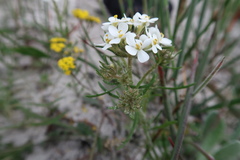 Manulea corymbosa