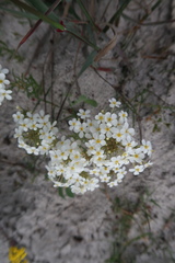 Manulea corymbosa