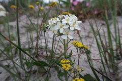 Manulea corymbosa