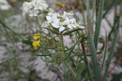 Manulea corymbosa