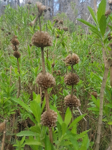 Leonotis leonurus