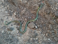 Thamnophis pulchrilatus