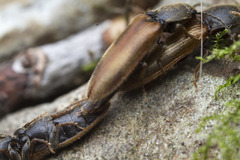 Hemicrepidius pallidipennis