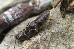 Hemicrepidius pallidipennis
