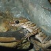 Louisiade Islands Bent-toed Gecko - Photo (c) Beat Akeret, some rights reserved (CC BY-NC), uploaded by Beat Akeret