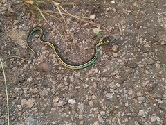 Thamnophis pulchrilatus
