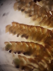 Lepidolaena taylorii