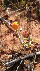 Ornithogalum maculatum