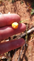 Ornithogalum maculatum