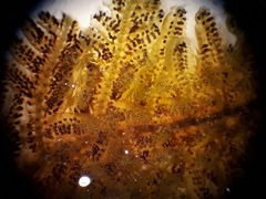 Lepidolaena taylorii