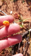 Ornithogalum maculatum