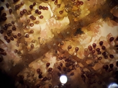 Lepidolaena taylorii