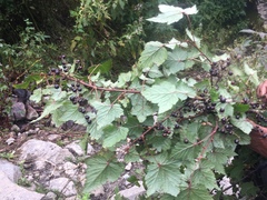 Ribes himalense