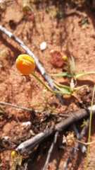 Ornithogalum maculatum