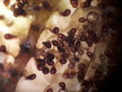 Lepidolaena taylorii