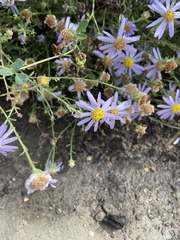 Asteraceae