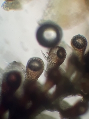 Lepidolaena taylorii