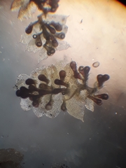 Lepidolaena taylorii