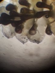 Lepidolaena taylorii