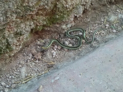 Thamnophis pulchrilatus