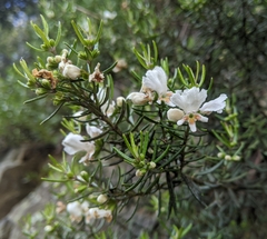 Westringia angustifolia