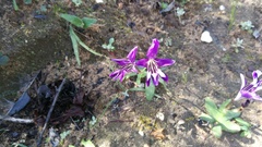 Sparaxis metelerkampiae