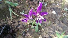 Sparaxis metelerkampiae