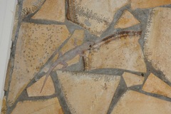 Hemidactylus mabouia