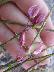 Polygala wittebergensis