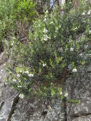 Westringia angustifolia