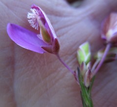 Polygala wittebergensis