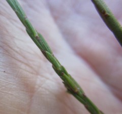 Polygala wittebergensis