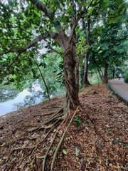Ficus