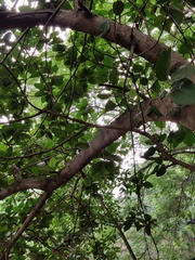 Ficus