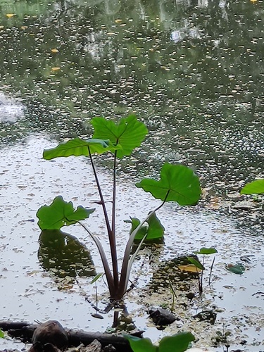 Colocasia esculenta