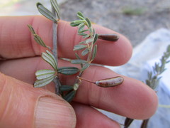 Indigofera "sclerophylla"
