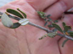 Indigofera "sclerophylla"