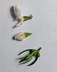 Westringia angustifolia