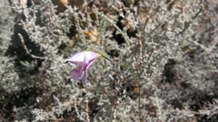 Gladiolus taubertianus