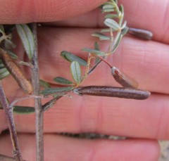 Indigofera "sclerophylla"