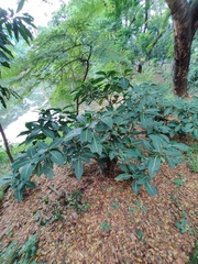 Ficus