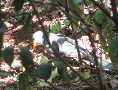 Ceuthmochares australis