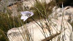 Gladiolus taubertianus