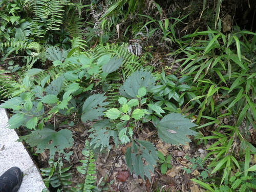 Image of Boehmeria tricuspis by (c) Aaron Liston, some rights reserved (CC BY)