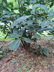 Ficus