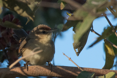 Phacellodomus rufifrons