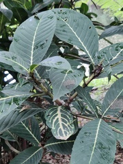 Ficus