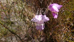 Gladiolus taubertianus