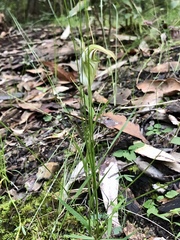 Pterostylis acuminata