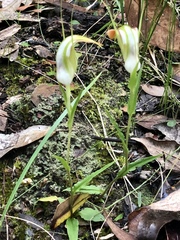 Pterostylis acuminata